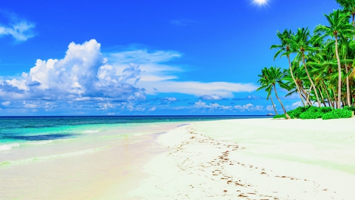 Tropical beach with palm trees and ocean
