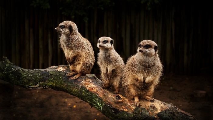 Three meerkats sitting on a log