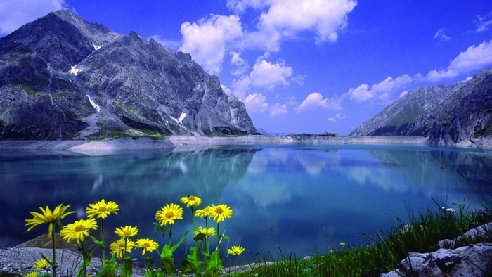 Yellow flowers in front of a mountain lake and dam