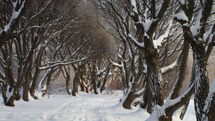 Snow-covered trees lining a winter trail