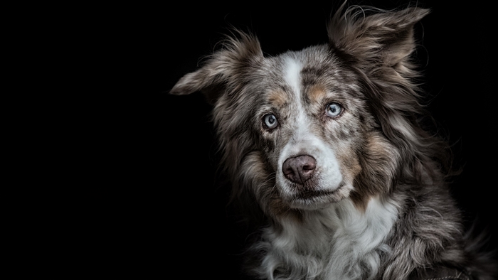 Merle Australian Shepherd dog with blue eyes