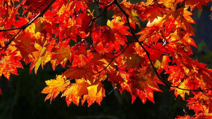 Autumn maple leaves on a branch