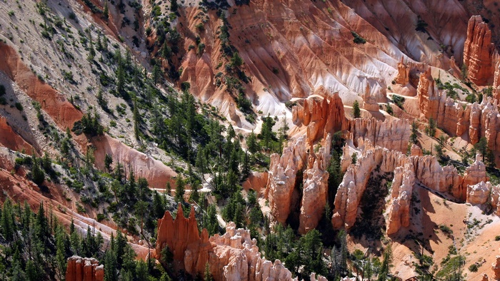 Hoodoos and pine trees in Bryce Canyon National Park