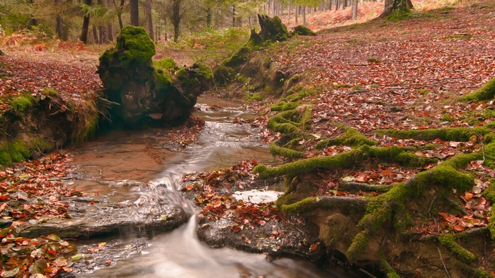 Autumn forest stream with fallen leaves and mossy roots