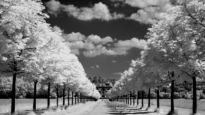 A tree-lined road leads to a house under a cloudy sky