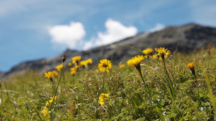 Yellow wildflowers on a mountain slope under a blue sky