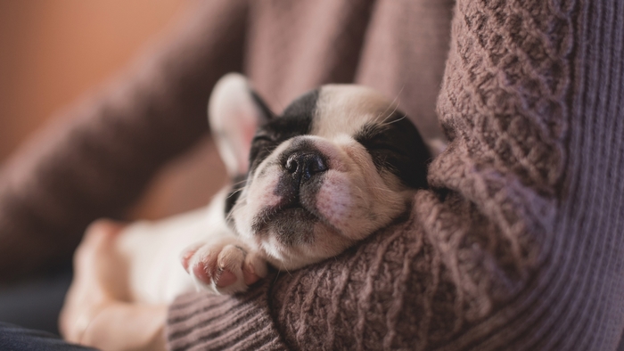 French Bulldog puppy sleeping in arms