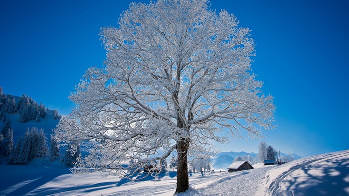 Snow-covered tree in a winter landscape