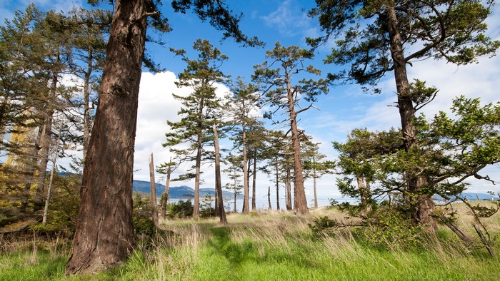 Trees on a coastline with mountains in the distance