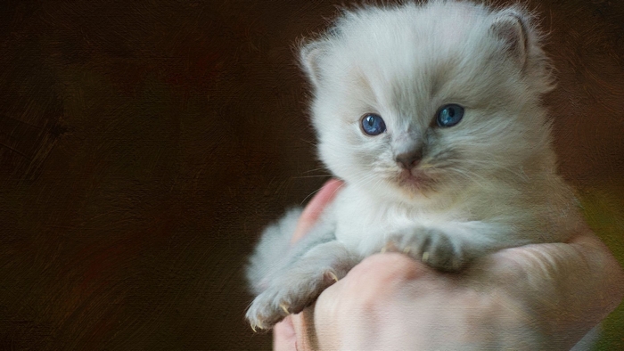 Cute Ragdoll kitten with blue eyes held in a hand
