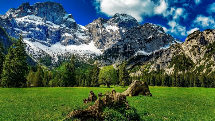 Snow-capped mountains and green meadow with tree stumps