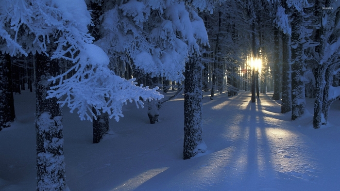 Snowy forest with sunlight filtering through trees