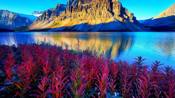 Banff National Park Morning with Mountains and Flowers