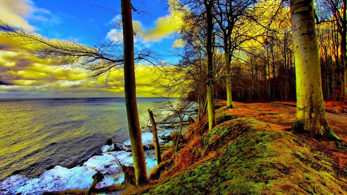 Trees on a cliff overlooking the sea