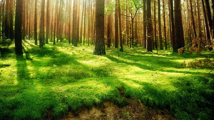 Sunlight filtering through a green forest with tall trees