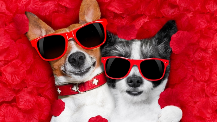 Two dogs wearing sunglasses lying on red petals