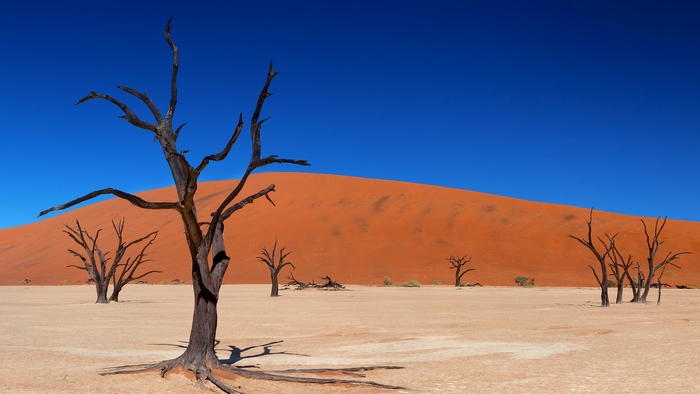 Dead trees in the desert under a blue sky