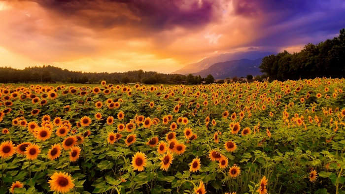 Field of sunflowers at sunset with mountains