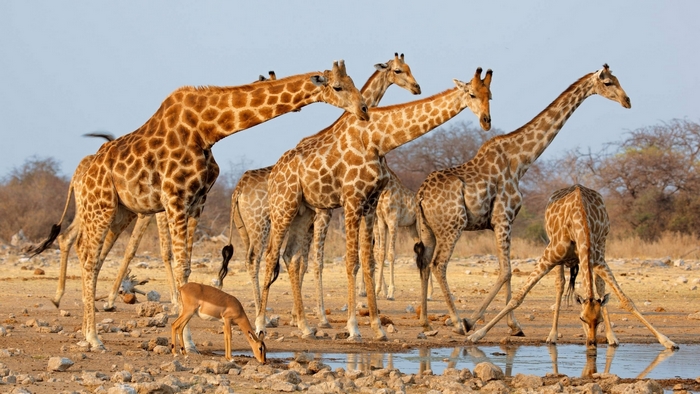 A herd of giraffes and an impala drink water