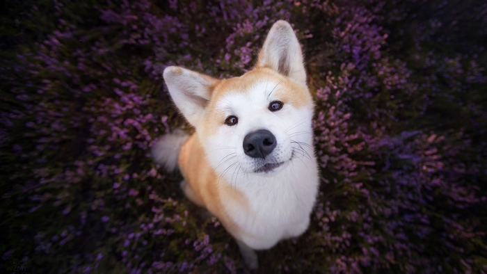 Akita dog sitting in purple flowers
