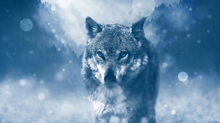 Wolf with blue eyes in a snowy forest