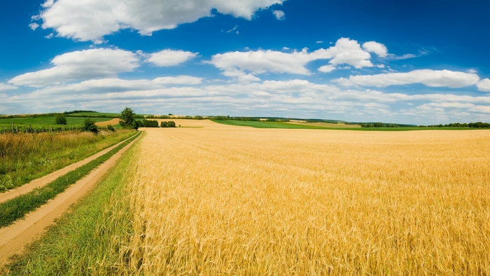 Golden wheat field with a dirt road under a blue sky