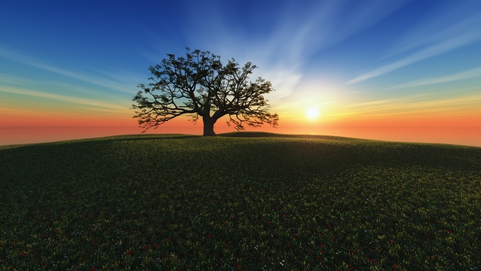 Lone tree on a grassy hill at sunset