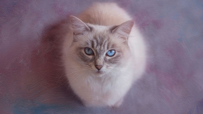 White Siamese cat with blue eyes