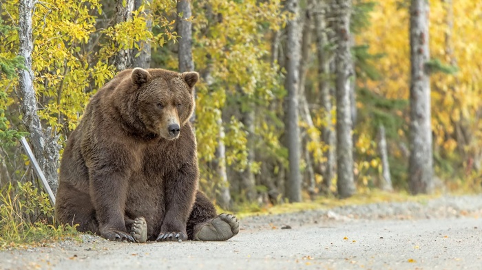 Grizzly Bear Sitting on a Dirt Road in Autumn Forest