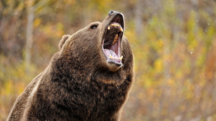 Grizzly Bear Roaring with Mouth Wide Open