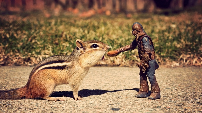 Chewbacca toy feeding a chipmunk a nut