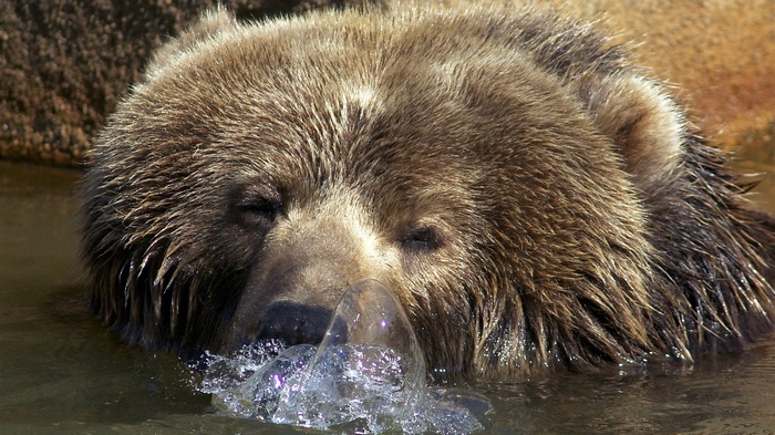 Brown bear submerging its face in water