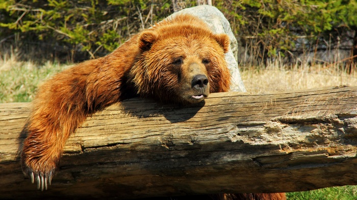 Brown bear resting on a log