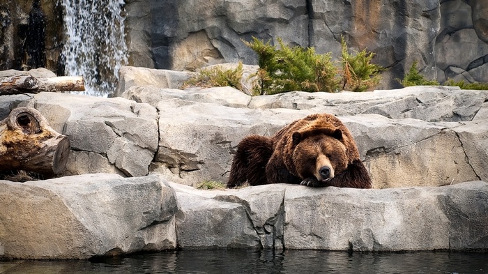 Grizzly bear resting on rocks near waterfall