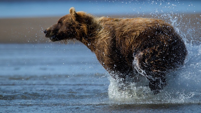 Brown bear running through water