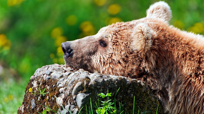 Brown bear resting on a rock