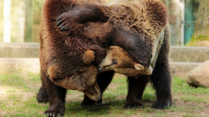 Two brown bears wrestling in grass