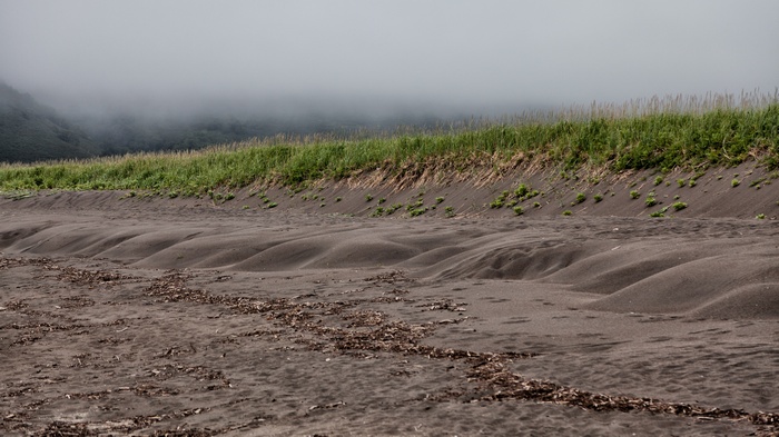 Sandy beach with grass and fog