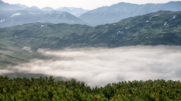 Misty mountains and pine forest