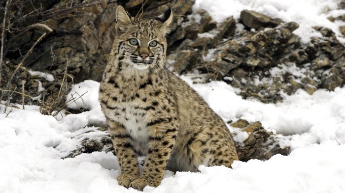 Bobcat sitting in the snow