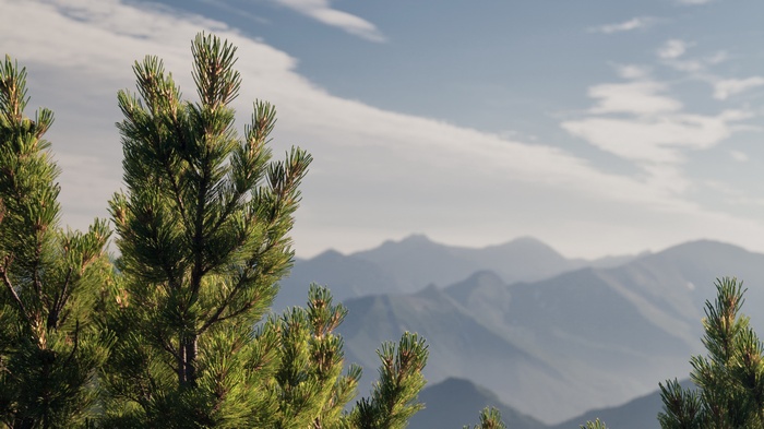 Pine trees in front of misty mountains