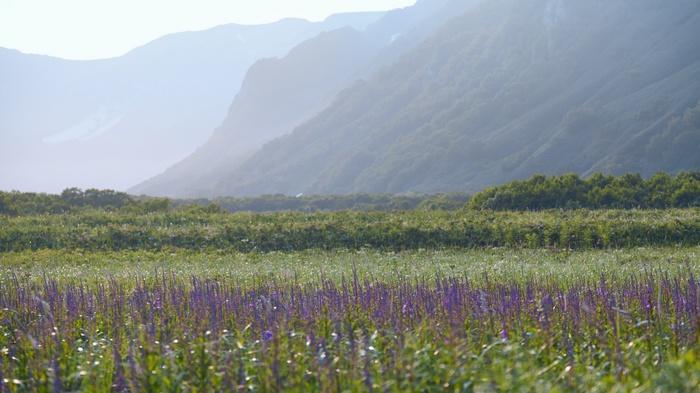 Purple flowers in a field with mountains in the background
