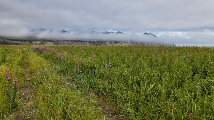 Field of wildflowers with mountains shrouded in fog