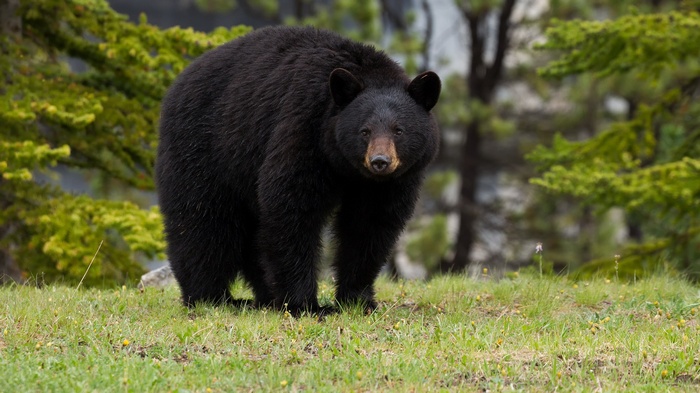 Black bear standing in a grassy field with trees