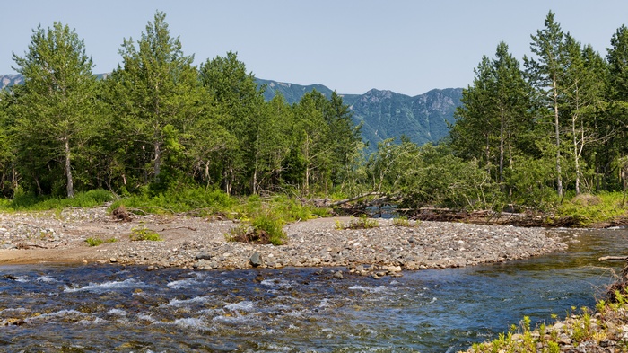 River flowing through a forest with mountains in the background
