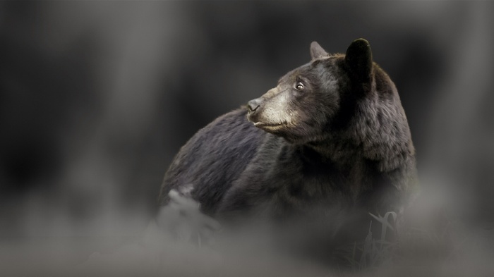 Black bear looking to the left