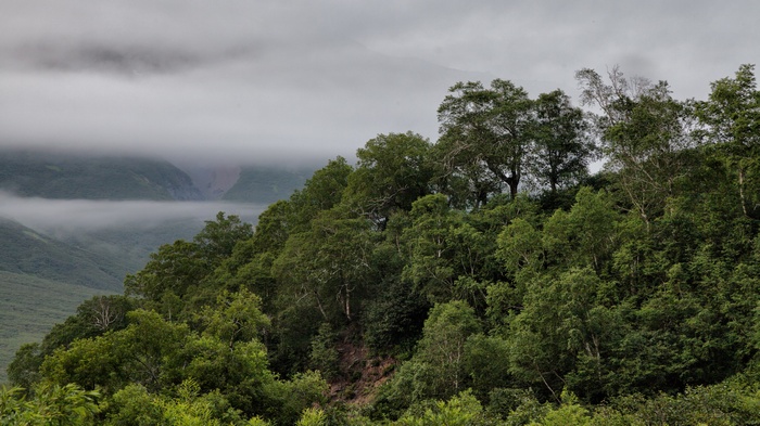Misty mountains and a dense forest