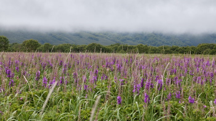 Field of purple flowers with misty mountains