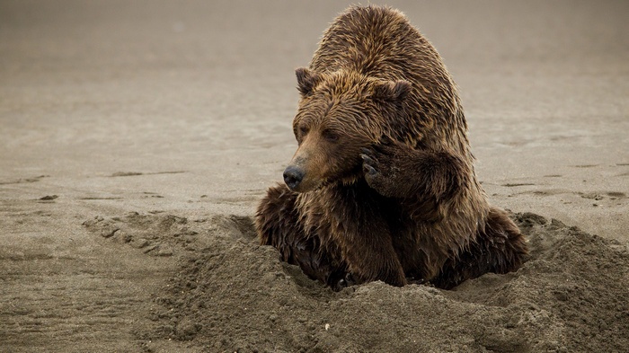 Grizzly bear scratching its face on a sandy beach