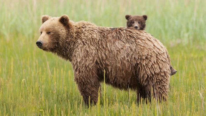 Mother bear with cub on her back in a field